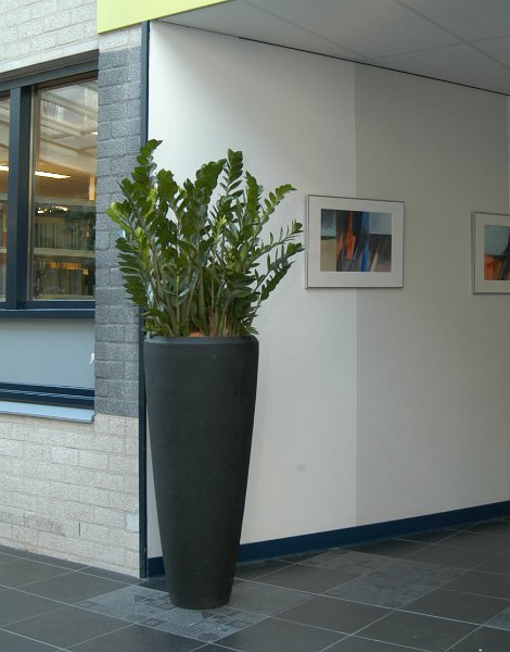 kl zamioculcas_fiberglas_partner_che